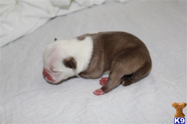 TopDawgBullz Picture 3
